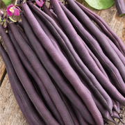 Purple Stallard Bean Seeds