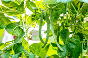 Romano Pole Bean Seeds