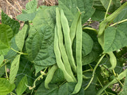 Romano Pole Bean Seeds