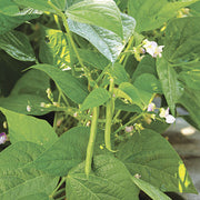 Bean Seeds - All In One For Home Gardens