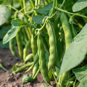 Bean Seeds - All In One For Home Gardens