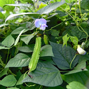 Bean Seeds - All In One For Home Gardens