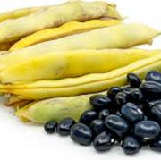 Black Coco Bean Seeds