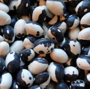 Black White Bean Seeds