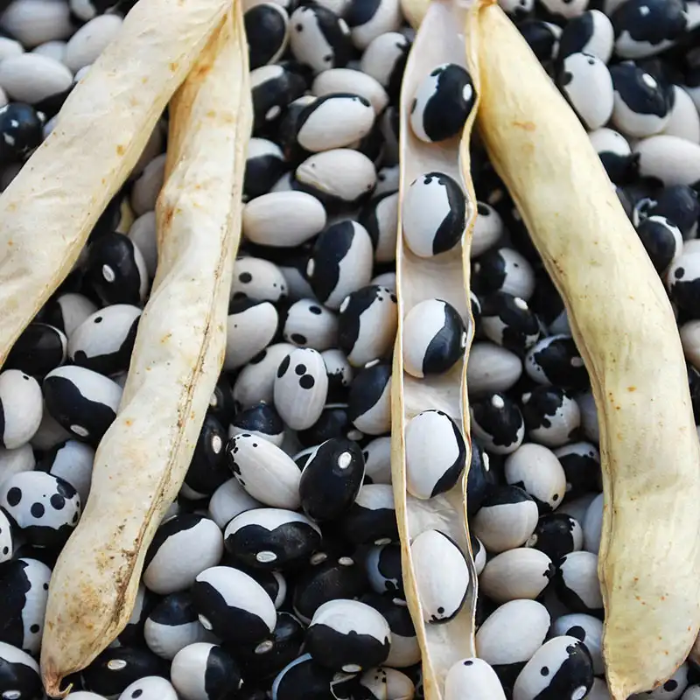 Black White Bean Seeds