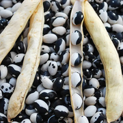 Black White Bean Seeds