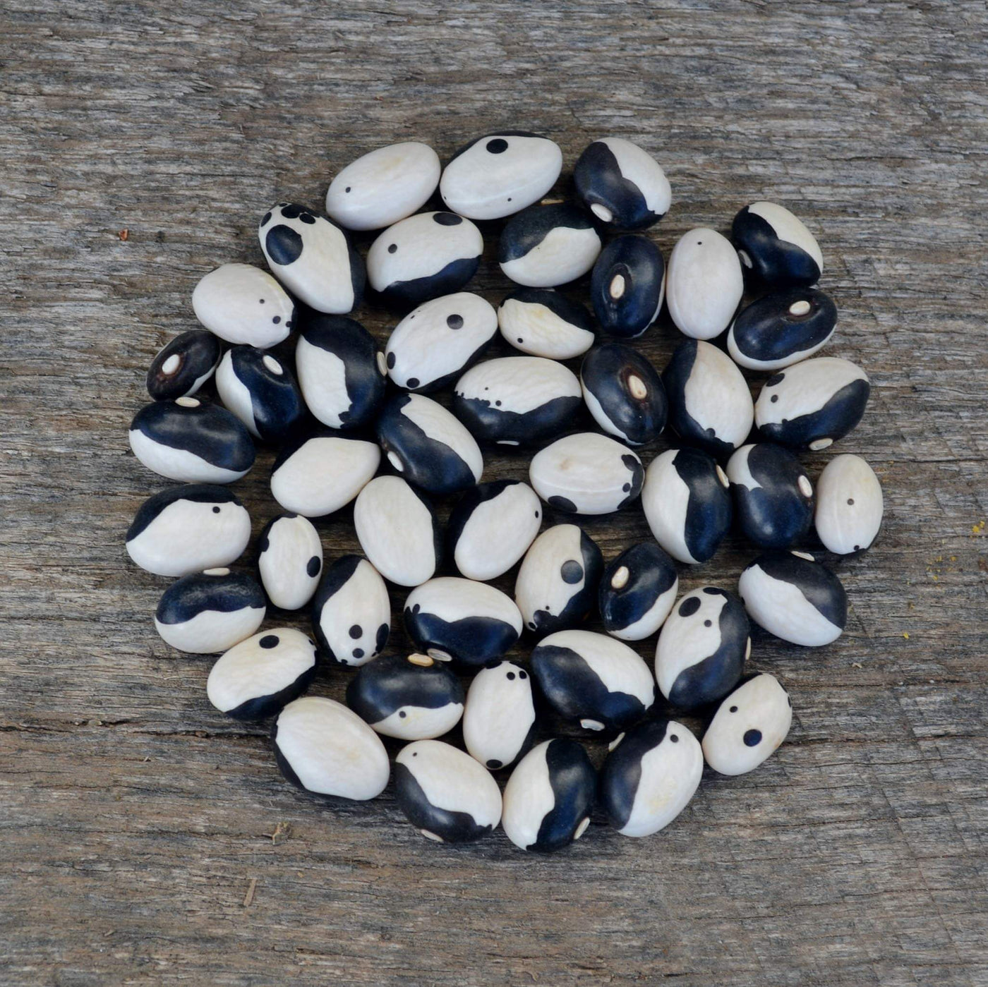Black White Okra Bean Seeds