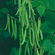 Green Appaloosa Bean Seeds