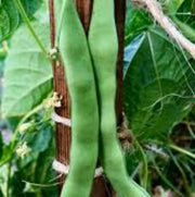 Green Appaloosa Bean Seeds