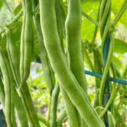 Green Appaloosa Bean Seeds