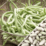 Jade Bean Seeds