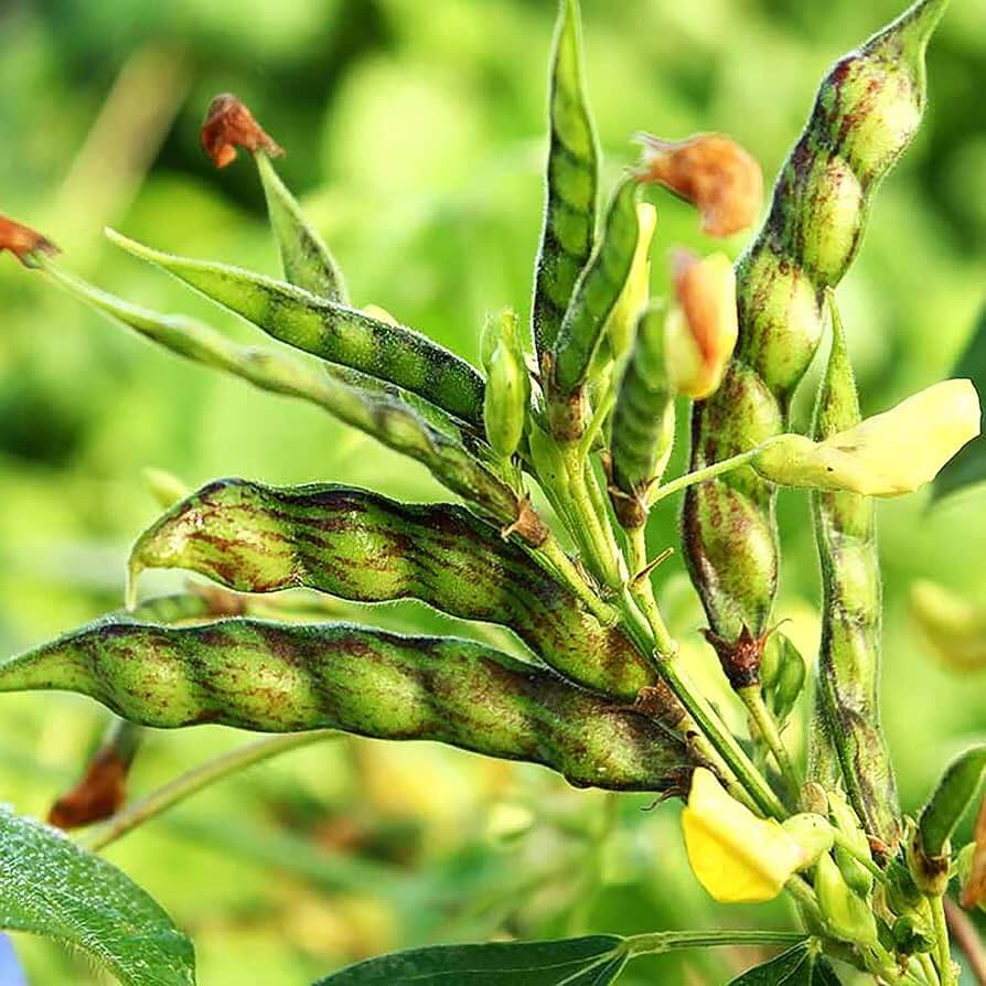 Jamaica Gungo Bean Seeds