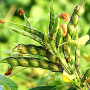 Jamaica Gungo Bean Seeds