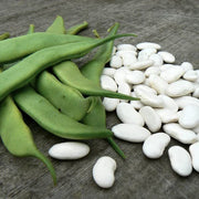 Mogettes Bean Seeds