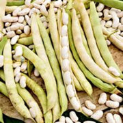 Mogettes Bean Seeds