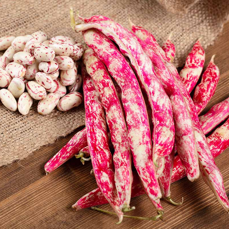Pink White Pinto Bean Seeds