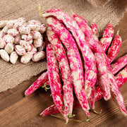 Pink White Pinto Bean Seeds