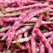 Pink White Pinto Bean Seeds