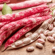 Pink White Pinto Bean Seeds