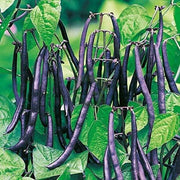 Purple Stallard Bean Seeds