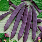Purple Stallard Bean Seeds