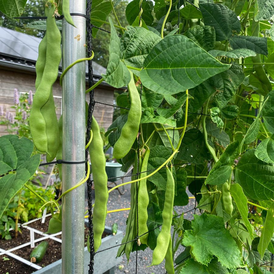 Romano Pole Bean Seeds