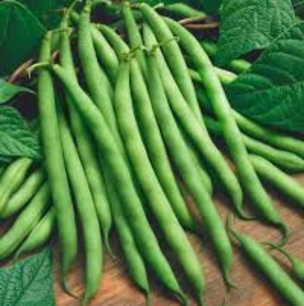 Standard Bean Seeds