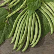 Standard Bean Seeds