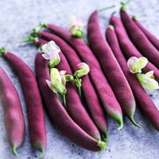 Swan Bush Bean Seeds