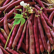 Swan Bush Bean Seeds