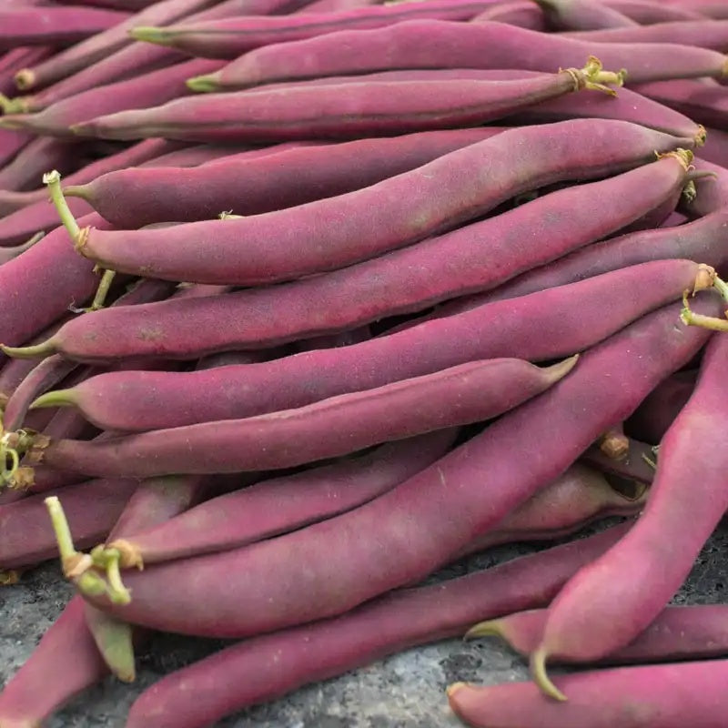 Swan Bush Bean Seeds