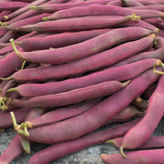 Swan Bush Bean Seeds