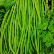 Yardlong Bean Seeds