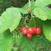Bearberry Arctostaphylos Berry Seeds