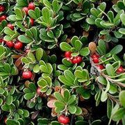 Bearberry Arctostaphylos Berry Seeds