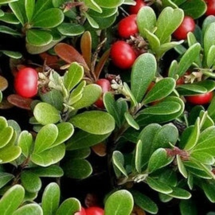 Bearberry Arctostaphylos Berry Seeds