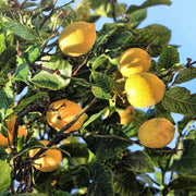 Femminello Lemon Seeds