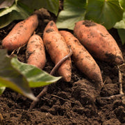 Beauregard Sweet Potato Seeds - Vegetable Plant