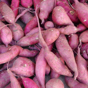 Beauregard Sweet Potato Seeds - Vegetable Plant