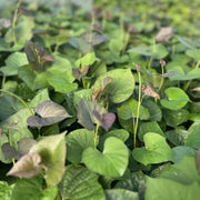 Beauregard Sweet Potato Seeds - Vegetable Plant