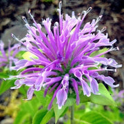 Lemon Bergamot Seeds - Herbal Seeds