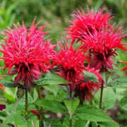Perennial Pollinator Bee Balm Seeds