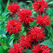 Perennial Pollinator Bee Balm Seeds