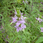 Perennial Wildflower Bee Balm Seeds, FlowerPlant
