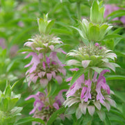 Perennial Wildflower Bee Balm Seeds, FlowerPlant