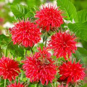 Bee Balm Seeds
