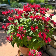 Perennial Pollinator Bee Balm Seeds
