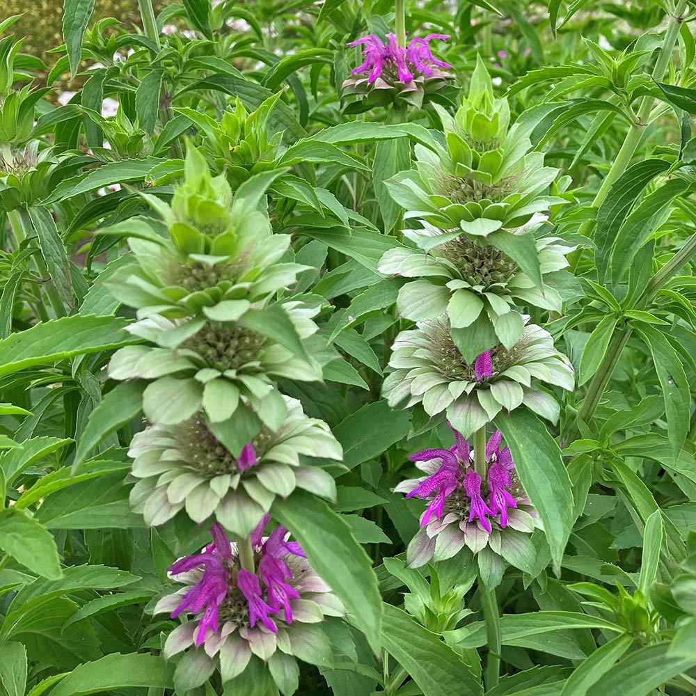 Perennial Wildflower Bee Balm Seeds, FlowerPlant