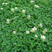 Bee Seeds, Trifolium repens