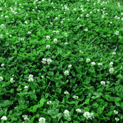 Bee Seeds, Trifolium repens